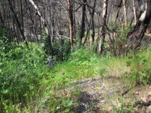 Fresh growth under burnt trees.