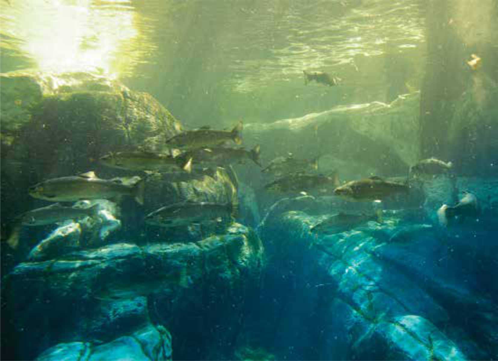 fish